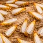 ダイコクシロアリの羽アリの群れ