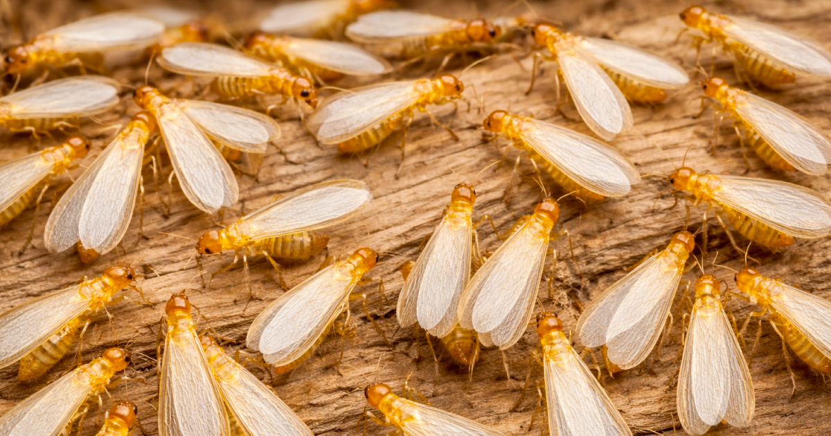 ダイコクシロアリの羽アリの群れ