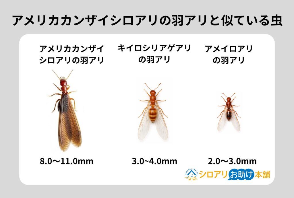 シロアリの羽アリには要注意!見分け方・発生時期・正しい対処法を徹底解説