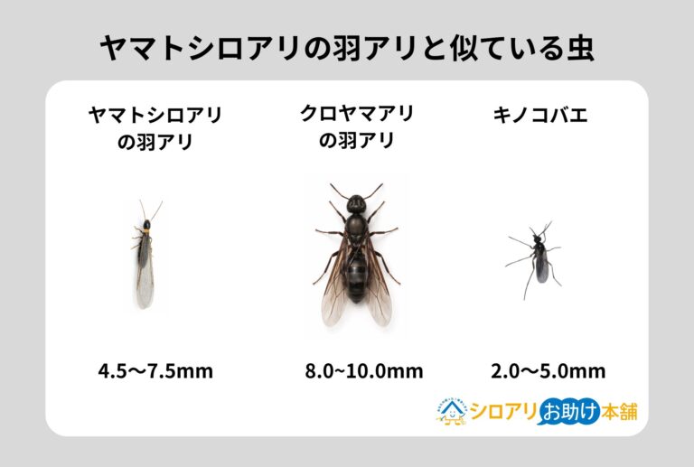 シロアリの羽アリには要注意!見分け方・発生時期・正しい対処法を徹底解説