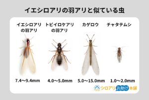 シロアリの羽アリには要注意!見分け方・発生時期・正しい対処法を徹底解説