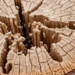 シロアリ 被害 切り株