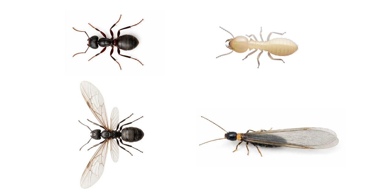 アリ シロアリ違い_サムネ