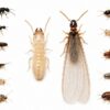 シロアリに似た虫11種類