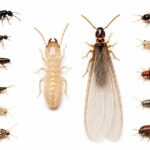 シロアリに似た虫11種類