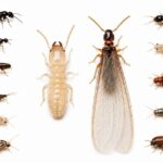 【画像付き】シロアリに似た虫11種類｜見た目の特徴・判別方法・対処法を徹底解説