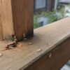 サムネイル ベランダ シロアリ