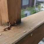 サムネイル ベランダ シロアリ